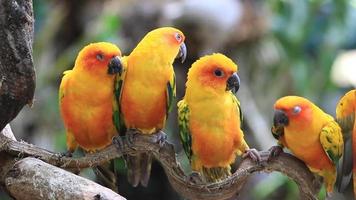 Sun Conure Parrots Resting on a Branch video