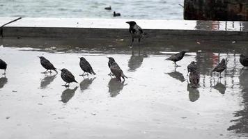 étourneaux et corbeau sous la pluie video