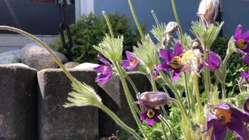 Pasqueflower camera slide in 4K video