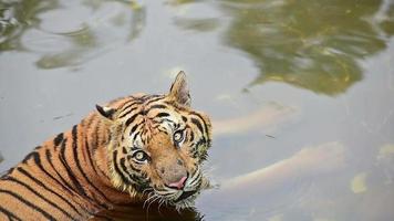 un tigre en el agua video