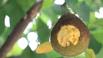 Jackfruit hanging on a Tree video