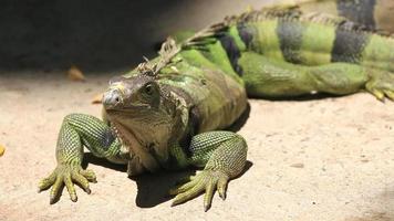 grand iguane vert video