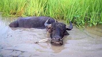 A Buffalo in The Mud video