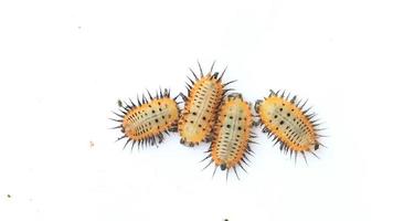 quatre larves de papillon de nuit