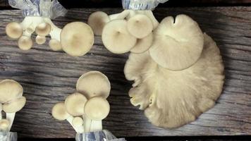 Mushrooms growing from cultivation video