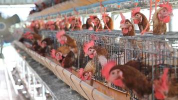 poulet en cage dans une ferme video