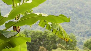 Bananenblatt bewegt sich mit dem Wind video