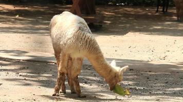 alpaca che mangia foglia video