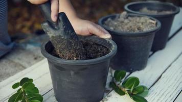 voorbereiding van grond in potten voor het planten van bomen video