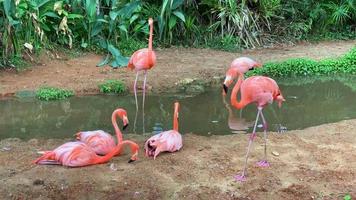 flamingo familie ontspannen bij de vijver. video