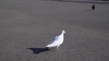 seguendo un piccione bianco