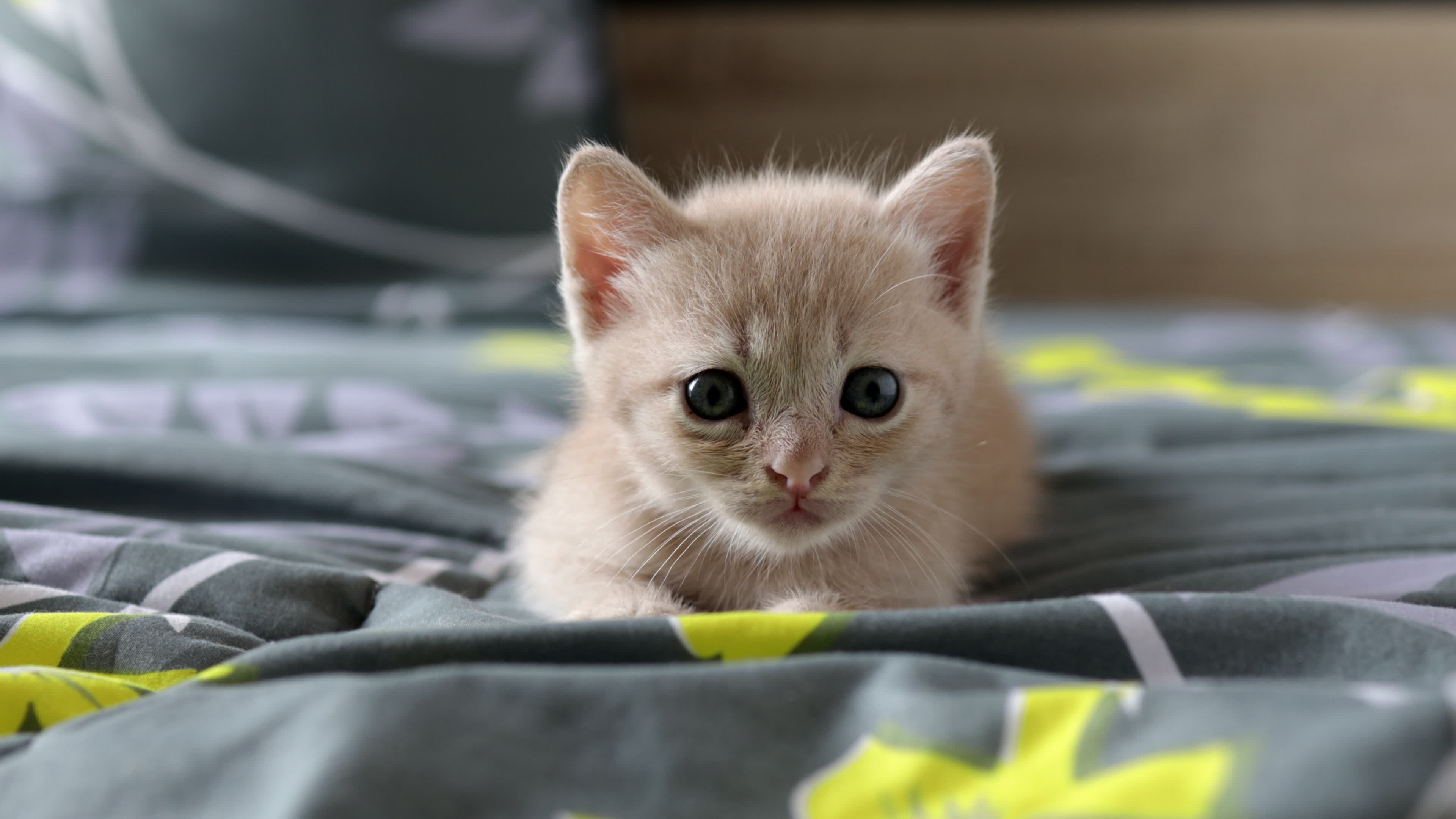 Pet Stock Video Footage for Free Download Pet Stock Video Footage for Free Download