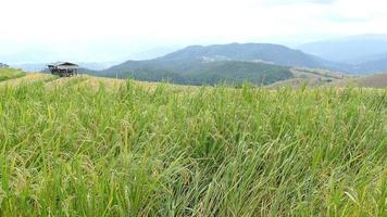 campo di riso verde in thailandia video