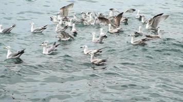 gaivotas estão tentando pegar peixes em câmera lenta video