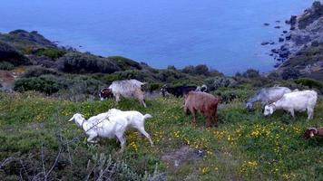 cabras pastando na montanha do oceano