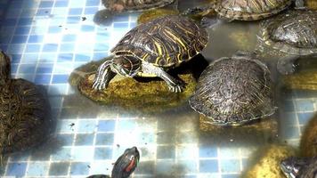 tortues d'eau dans la piscine