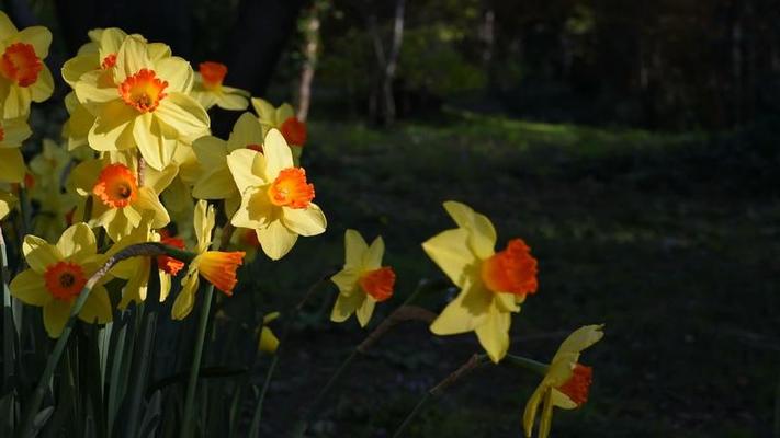 水仙花影片