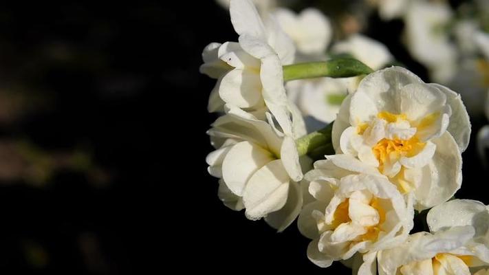 水仙花影片