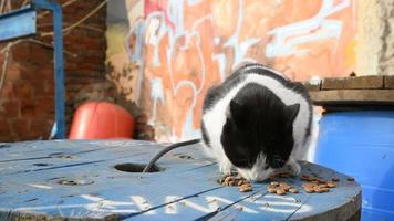 streunende Katze isst trockenes Katzenfutter im Freien
