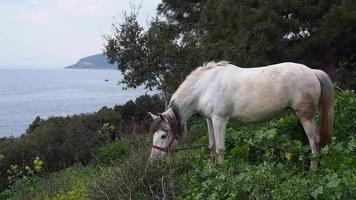Caballo blanco sucio en la isla de Burgaz en Estambul video