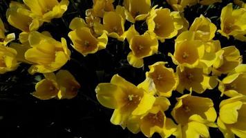 tulipes jaunes se balançant avec le vent video