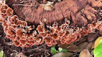 Mushrooms are growing on death wood. video
