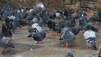 les pigeons cherchent de la nourriture