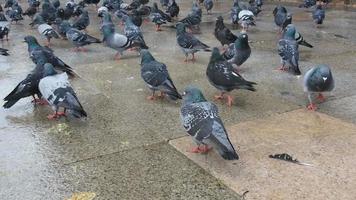 Pigeons Walking Around video