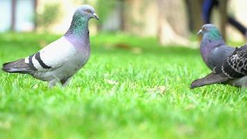 piccioni sull'erba verde video