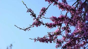 árbol de redbud floreciendo video