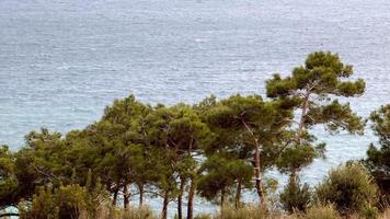 pijnbomen en uitzicht op de golven van de oceaan video