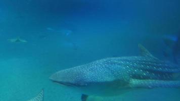 tubarão-baleia debaixo d'água video