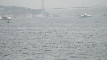 Puffins volant sur le Bosphore d'Istanbul
