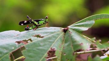 saltamontes macro en una hoja video