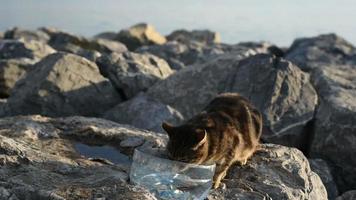 chat mignon boit de l'eau à l'extérieur sur les rochers video