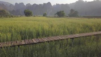 Drohne fliegt über Holzbrücke im Bereich der gelben Blumen video