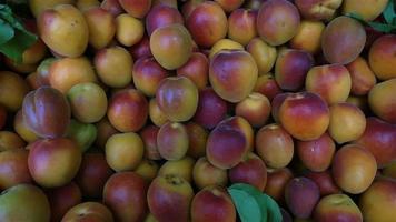 Fresh Natural Apricot