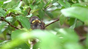video de vida animal primer plano de pájaro recién nacido