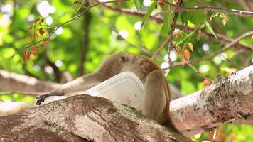 mono comiendo comida en el árbol video