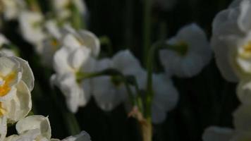 narcisos mojados o flores de narciso video