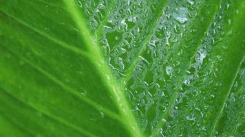 a água da chuva cai na folha verde, 4k video