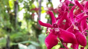 Fleurs d'orchidées hybrides vanda violet rose dans le jardin