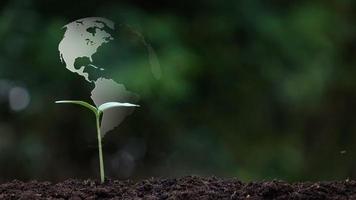 Hand watering a small seedling and Earth Hologram video