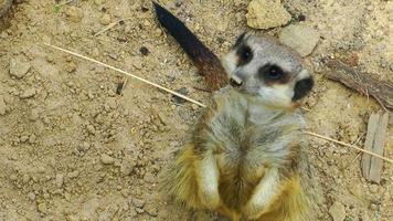 dierlijke nieuwsgierige meerkat video