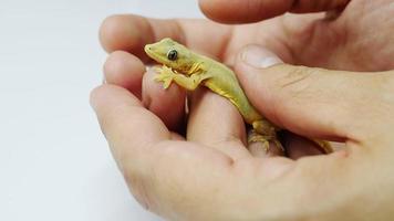 Cerca del hombre jugando con su pequeño lagarto video