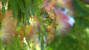 fleurs roses sur un arbre se déplaçant avec le vent video