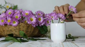 dam som sätter violetta blommor i vit vas video