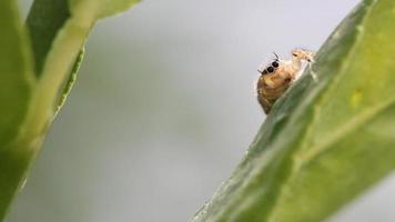 macro close up sul salto ragno video