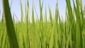 campo de arroz em casca verde tiro dolly. video