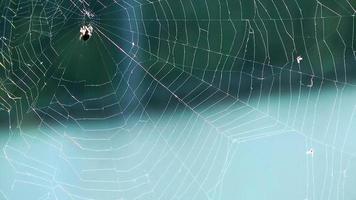 Spider on Web video